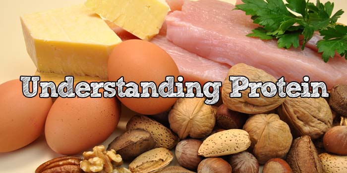 Understanding Protein